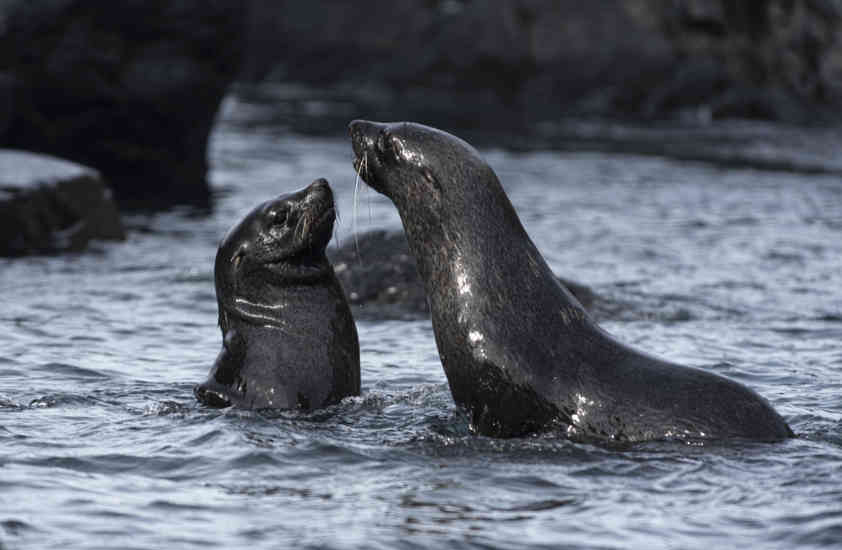 Lobo Marino Antártico - isla Robert - islas Shetland del Sur 07.jpg